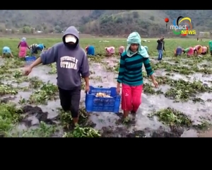 Farmers distressed as flood water submerge several hectares of potato farms in Ishikha in Imphal east