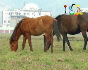 Co-ordinating Committee of Polo Clubs urges govt to frame policy to save Manipuri pony