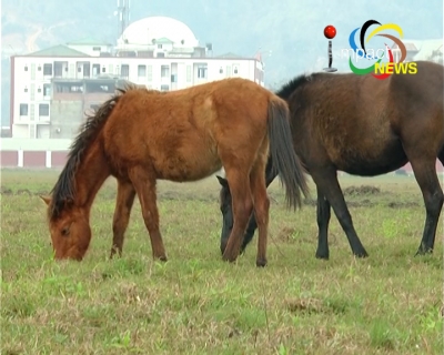 Co-ordinating Committee of Polo Clubs urges govt to frame policy to save Manipuri pony