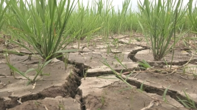 DROUGHT HITS LOITANG CHAPROU AND NGAKRA PADDY FIELDS IN SEKMAI A/C
