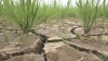 DROUGHT HITS LOITANG CHAPROU AND NGAKRA PADDY FIELDS IN SEKMAI A/C