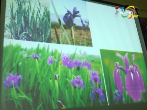 "Kombirei flower" will now be "iris laevigata fisch" has identified and authenticated by the Royal Botanic Garden, Kew in London