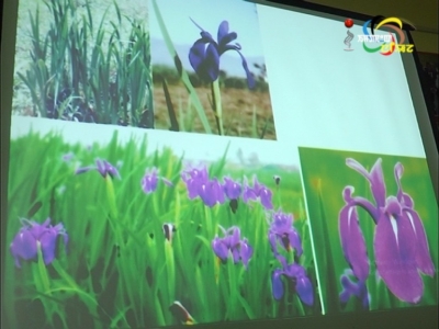 "Kombirei flower" will now be "iris laevigata fisch" has identified and authenticated by the Royal Botanic Garden, Kew in London